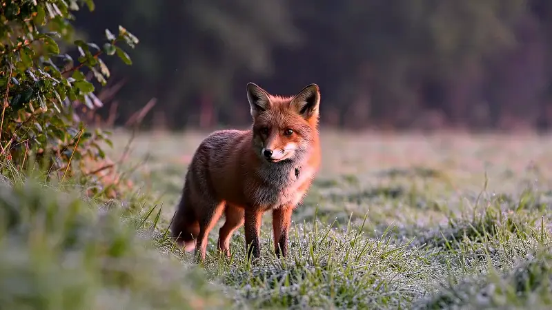 Standbild aus dem Video „Wildtiere“