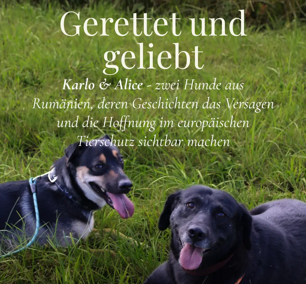 Gerettet und geliebt – Ein Buch, das bewegt, aufrüttelt und Hoffnung schenkt