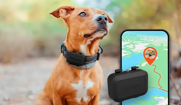 neuer-paj-gps-tracker-klein-und-ohne-anfaengliche-abokosten