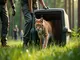 luchs-baron-wird-im-thueringer-wald-ausgewildert-tierschutzaktionen-und-proteste-bundesweit