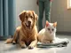 tierschutz-hunde-suchen-zuhause-katze-in-visselhoevede-angeschossen