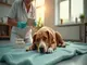 tierschutz-im-fokus-misshandelter-hund-gerettet-und-spenden-gesammelt