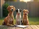 tierschutz-news-petition-podencos-und-tierheimhunde-suchen-unterstuetzung
