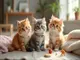 tierschutz-news-rassekatzen-steve-ruby-und-heart-suchen-ein-neues-zuhause