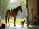 tierwohl-im-fokus-reitsport-zirkustiere-tierschutzfaelle-und-neue-katzenregeln