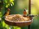 vogelfutter-nuesse-so-fuettern-sie-ihre-voegel-richtig