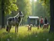 wolf-abschuss-gestoppt-tierschutzprojekte-erhalten-aufmerksamkeit